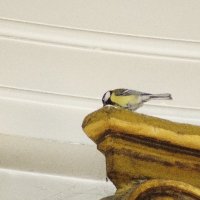 Destelbergen, OLV-kerk. Parus major, koolmees.