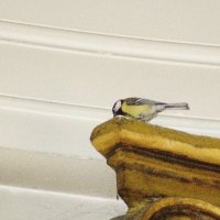 Destelbergen, OLV-kerk. Parus major, koolmees.