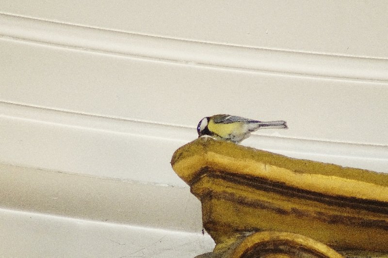 Destelbergen, OLV-kerk. Parus major, koolmees.